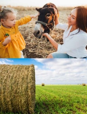 Girls with a cow and hay