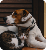 A dog and cat lying together.
