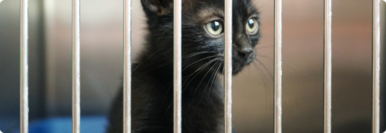 A cat looking through bars.
