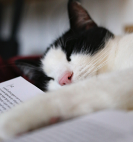 A cat sleeping on a book.