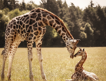 A giraffe and its calf in a field.