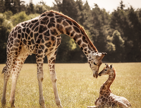 A giraffe and its calf in a field.