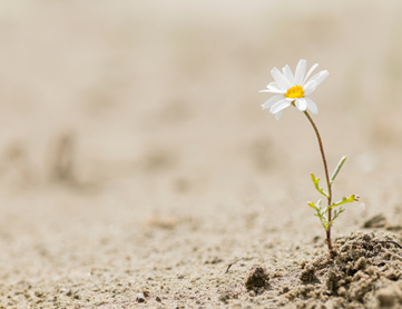 A white flower growing out of the sand.