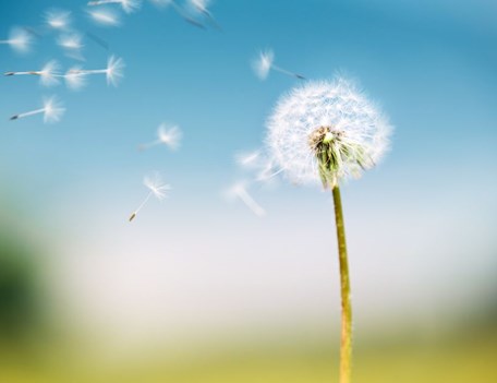 A dandelion flower with seeds.