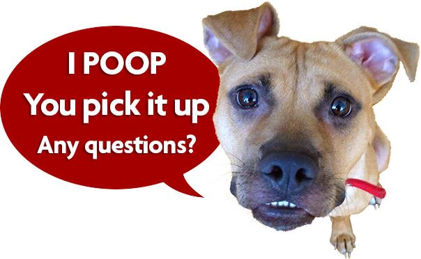 dog caption -- i poop you pick it up, any questions?
