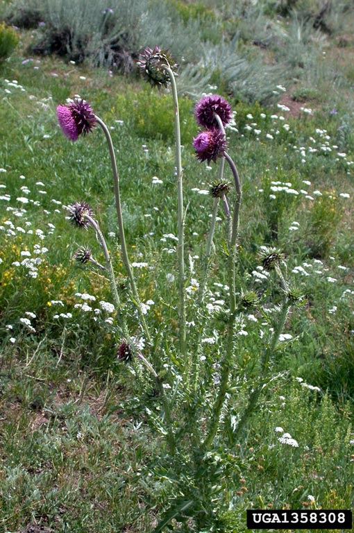 musk_thistle_5