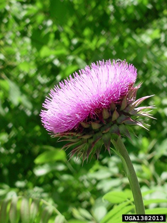musk_thistle_1